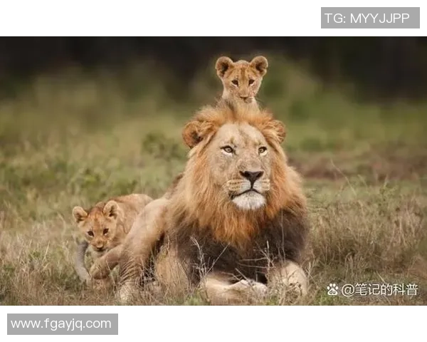 以足球场上如狮般英勇的球星为例,探讨他们的领导力与竞技精神 以足球场上如狮般英勇的球星为例,探讨他们的领导力与竞技精神